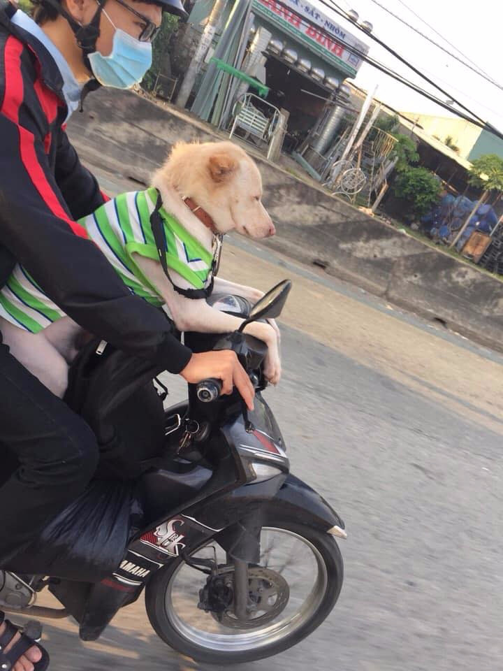 Muôn kiểu 'đóng gói' chó mèo mang về quê chơi dịp lễ nhìn cưng muốn xỉu - 4