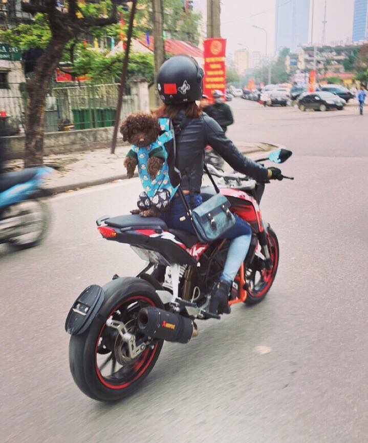 Muôn kiểu 'đóng gói' chó mèo mang về quê chơi dịp lễ nhìn cưng muốn xỉu - 8