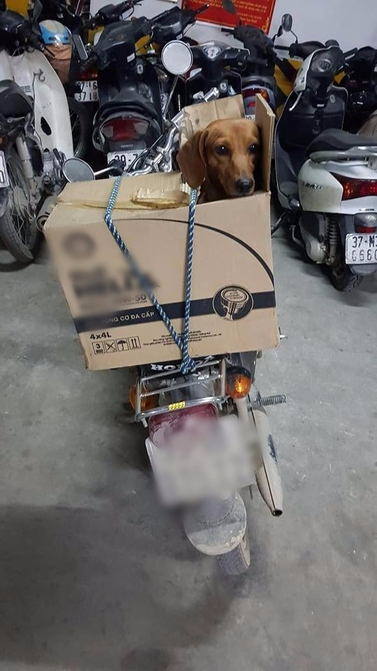 Muôn kiểu 'đóng gói' chó mèo mang về quê chơi dịp lễ nhìn cưng muốn xỉu - 3