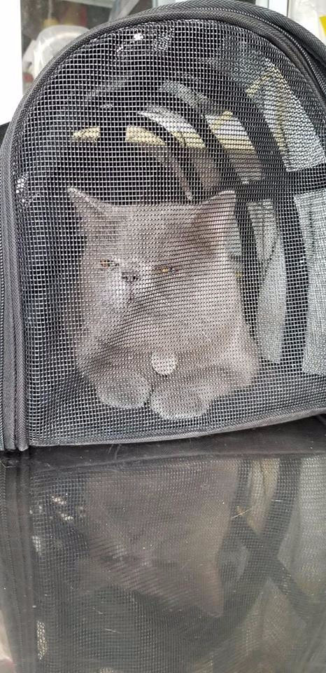 Muôn kiểu 'đóng gói' chó mèo mang về quê chơi dịp lễ nhìn cưng muốn xỉu - 9