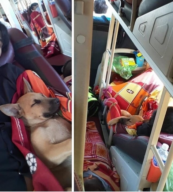 Muôn kiểu 'đóng gói' chó mèo mang về quê chơi dịp lễ nhìn cưng muốn xỉu - 11