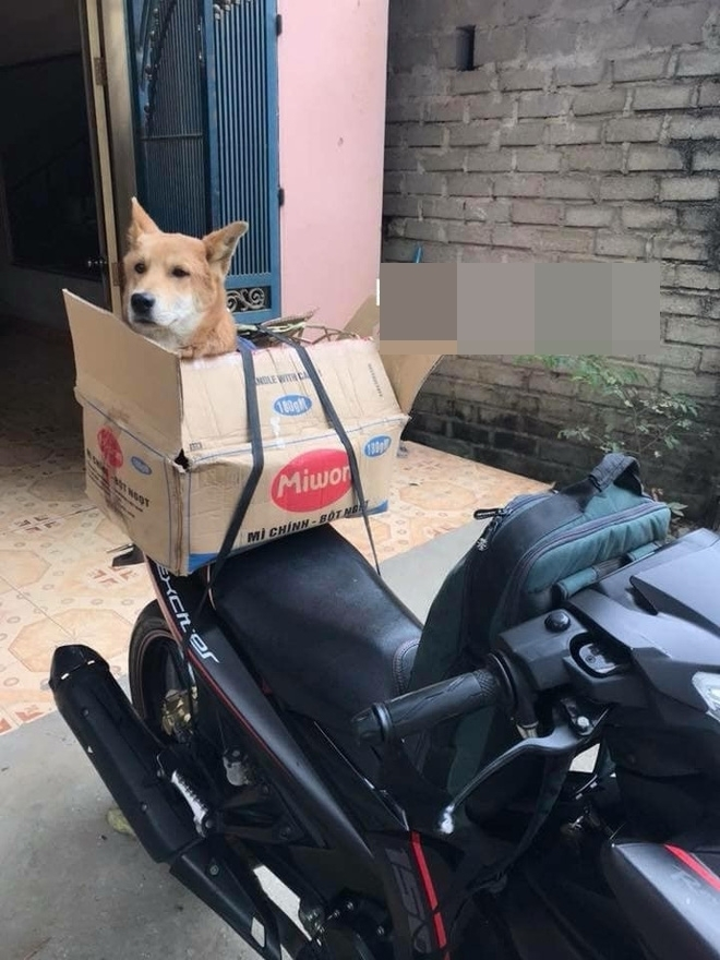 Muôn kiểu 'đóng gói' chó mèo mang về quê chơi dịp lễ nhìn cưng muốn xỉu - 2