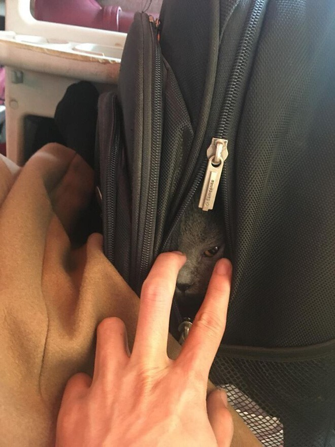 Muôn kiểu 'đóng gói' chó mèo mang về quê chơi dịp lễ nhìn cưng muốn xỉu - 10