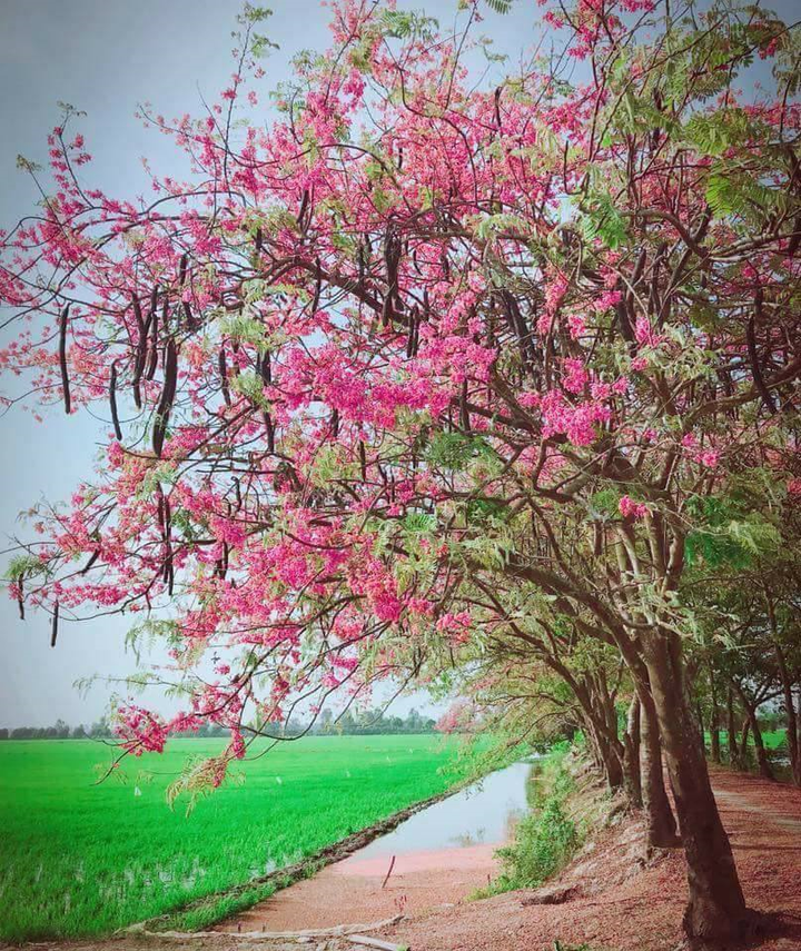 Trái ô môi, hương vị miền Tây mộc mạc gợi nhắc về ký ức tuổi thơ của bao người - 4