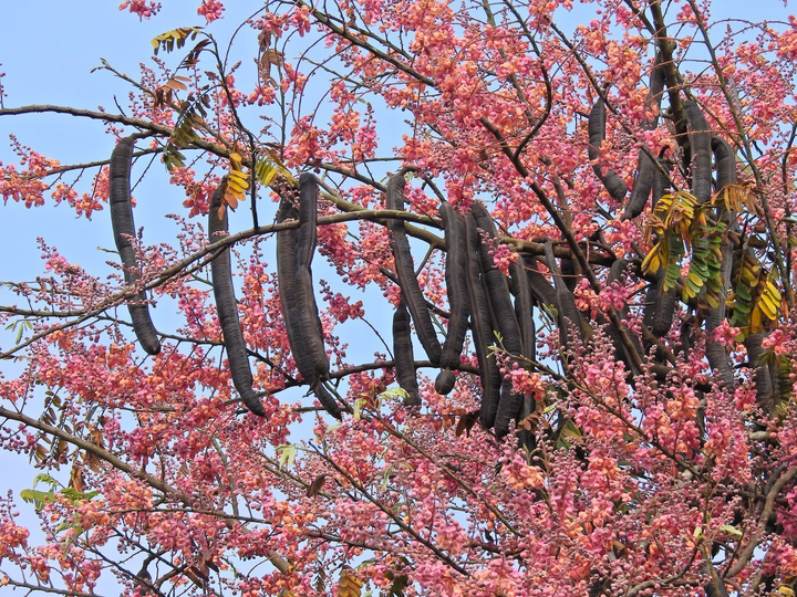 Trái ô môi, hương vị miền Tây mộc mạc gợi nhắc về ký ức tuổi thơ của bao người - 1