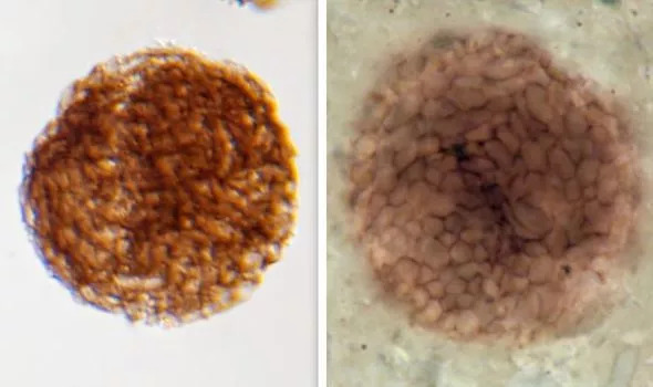 Phát hiện quái vật 1 tỷ tuổi 'giữa 2 thế giới', không đầu, không chân - 1