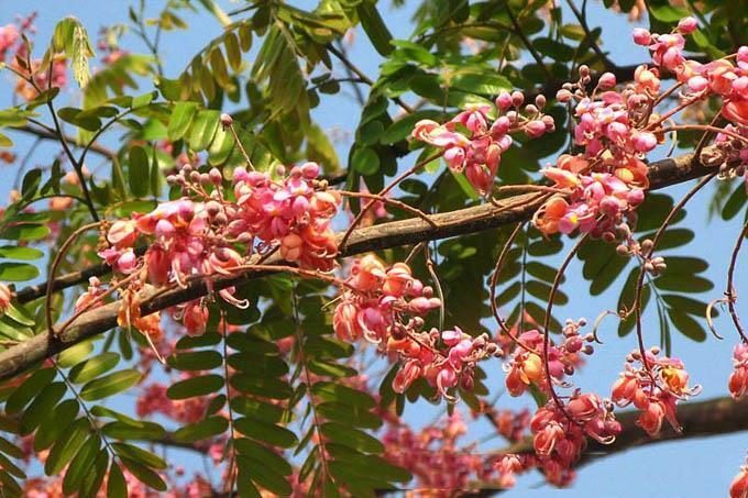 Trái ô môi, hương vị miền Tây mộc mạc gợi nhắc về ký ức tuổi thơ của bao người - 2