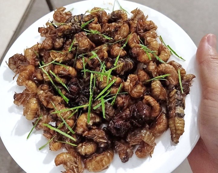 Gần nửa triệu đồng một kg nhộng ve sầu - 2