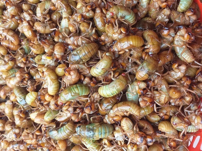 Gần nửa triệu đồng một kg nhộng ve sầu - 1
