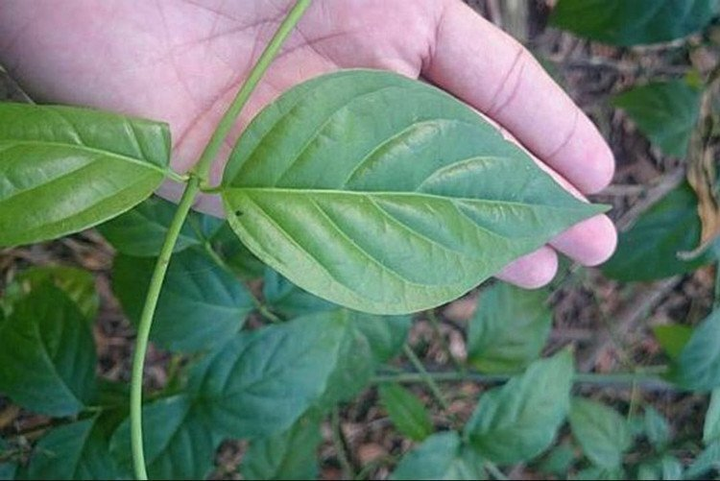 Lá ngón xào tỏi - món đặc sản ở Lai Châu hiếm ai dám ăn vì sợ trúng độc - 3