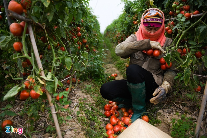 Bộ Nông nghiệp kêu gọi gỡ khó cho tiêu thụ nông sản giữa đại dịch - 1