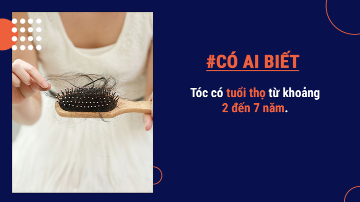 Có ai biết: Tóc của con người có thể nâng được cả một con voi trong sở thú! - 3