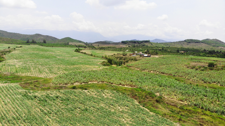 Vietsugar cùng nông dân phát triển vùng nguyên liệu mía - 2