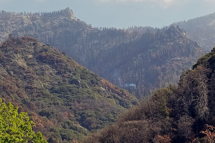 Khói bốc lên trên cây cổ thụ nghìn năm tuổi gần 1 năm sau cháy rừng - 1