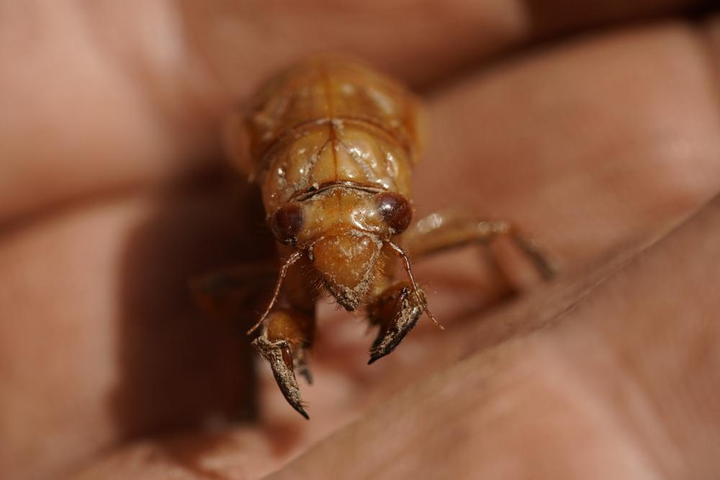 Đàn ve sầu tỷ con sẽ cùng chui lên mặt đất sau 17 năm 'ngủ vùi' - 10