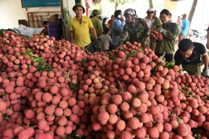 Không để nông sản tại vùng dịch ùn ứ - 1