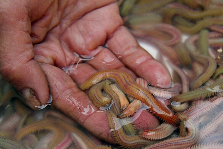 Xôi bọc rươi chiên: Giá rẻ bèo nhưng là thứ đặc sản rất quý của Hải Phòng - 1