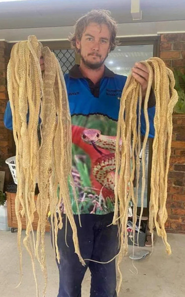 Rắn leo lên mái nhà dân 'thay áo', để lại hơn 50 bộ da - 1