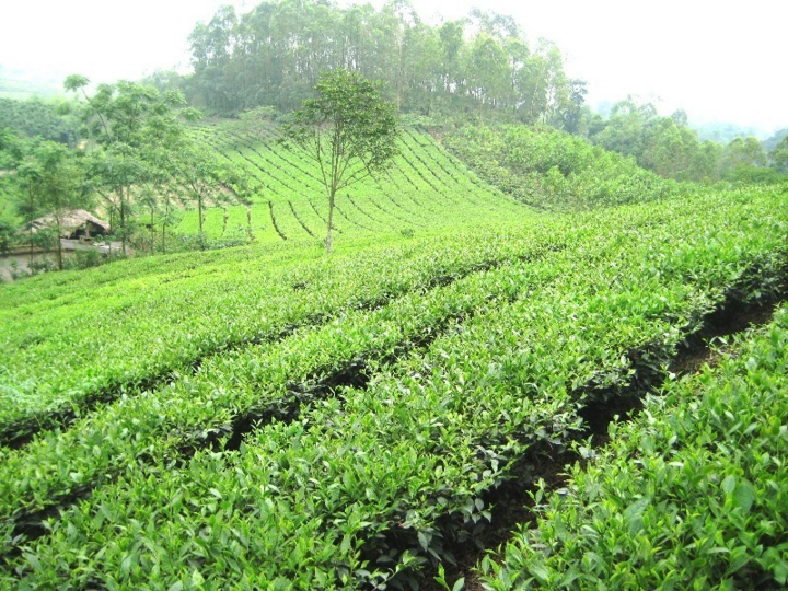 Trà Tân Cương - Giữ vững thương hiệu và chất lượng chè Thái Nguyên - 1