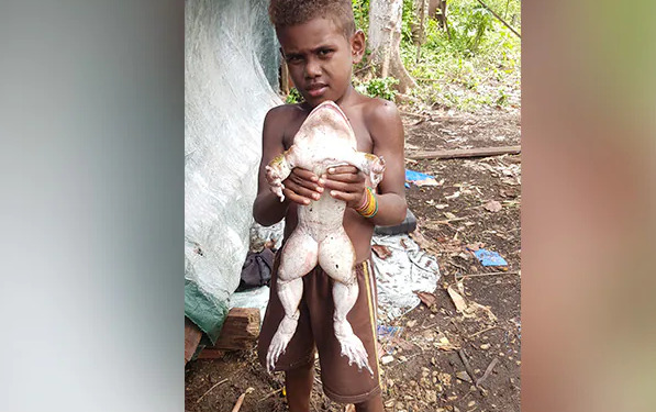 Đi săn lợn rừng chạm trán ếch 'quái vật' to bằng đứa trẻ - 1