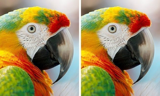 Không quá 30% người có thể thấy hết điểm khác biệt của mỗi hình này trong 1 phút - 2