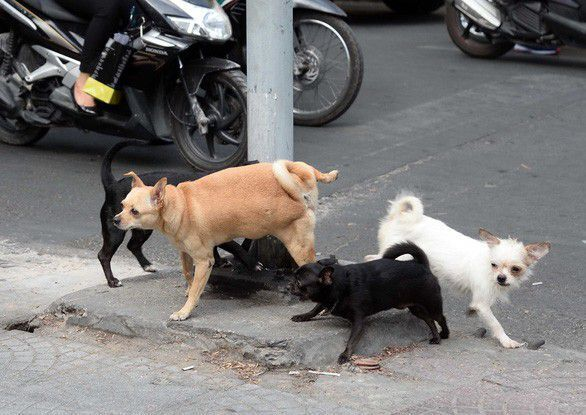 Tâm tình: Cứ nửa đêm là hàng xóm cho chó đi bậy khắp hẻm, em phải làm sao? - 1