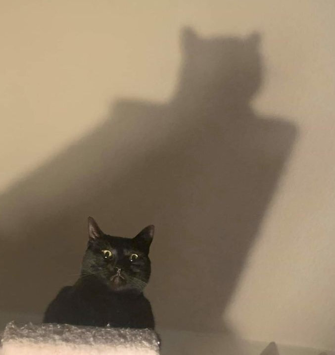 Không phải phim kinh dị, đây là lúc thú cưng báo hiệu bạn nên 'chạy ngay đi' - 5