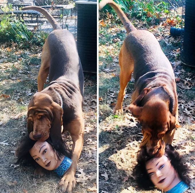 Không phải phim kinh dị, đây là lúc thú cưng báo hiệu bạn nên 'chạy ngay đi' - 6