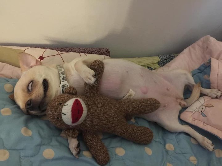 Không phải phim kinh dị, đây là lúc thú cưng báo hiệu bạn nên 'chạy ngay đi' - 10