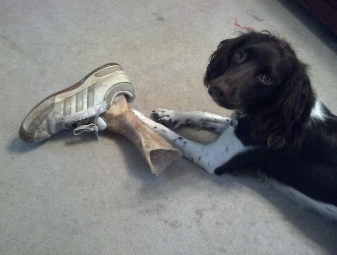 Không phải phim kinh dị, đây là lúc thú cưng báo hiệu bạn nên 'chạy ngay đi' - 7