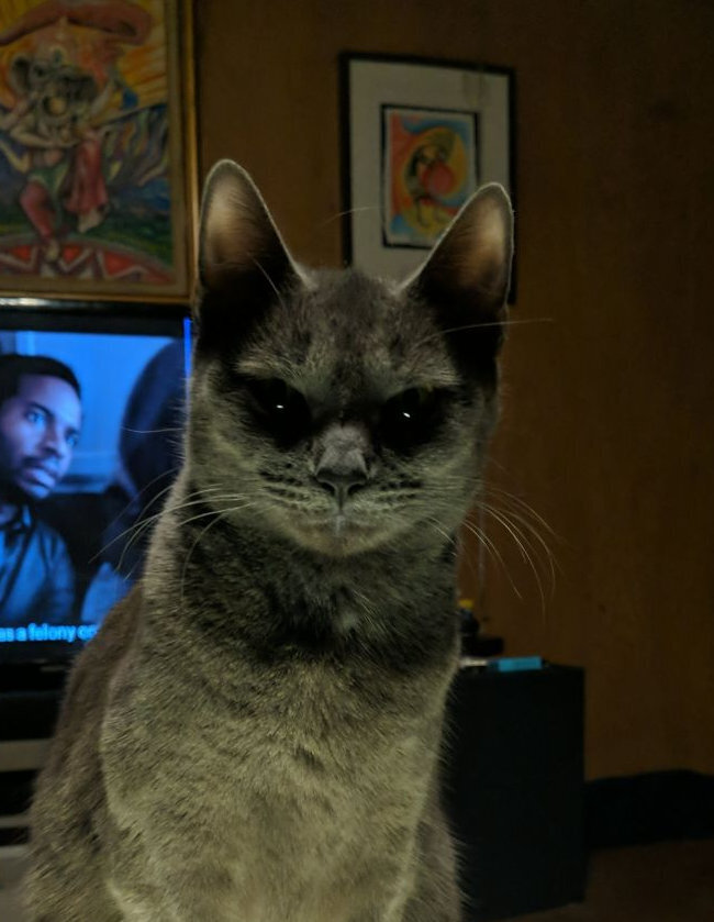 Không phải phim kinh dị, đây là lúc thú cưng báo hiệu bạn nên 'chạy ngay đi' - 8