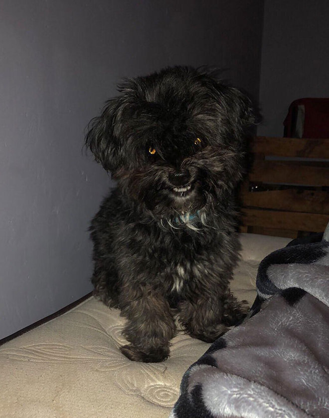 Không phải phim kinh dị, đây là lúc thú cưng báo hiệu bạn nên 'chạy ngay đi' - 9