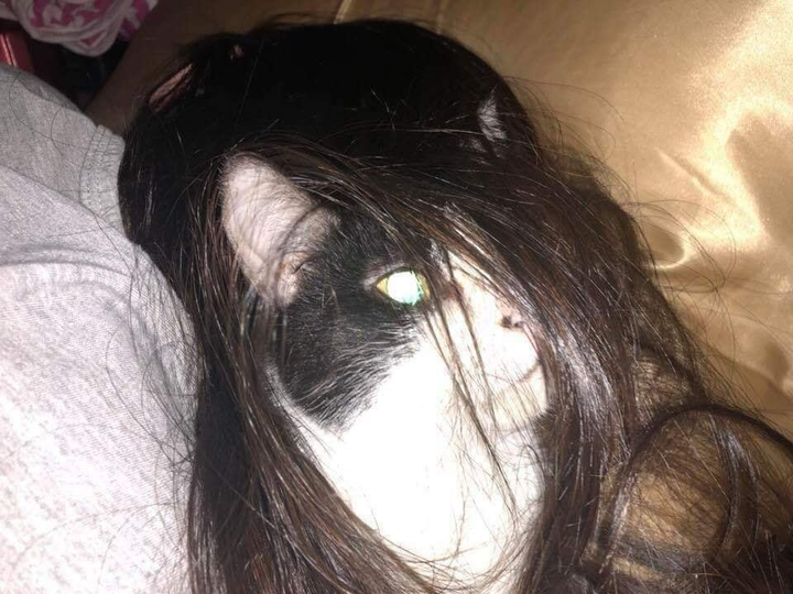 Không phải phim kinh dị, đây là lúc thú cưng báo hiệu bạn nên 'chạy ngay đi' - 11