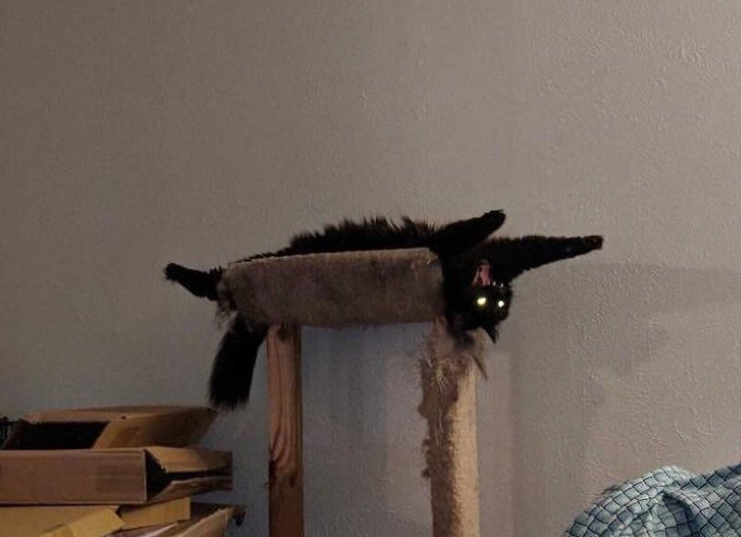 Không phải phim kinh dị, đây là lúc thú cưng báo hiệu bạn nên 'chạy ngay đi' - 3