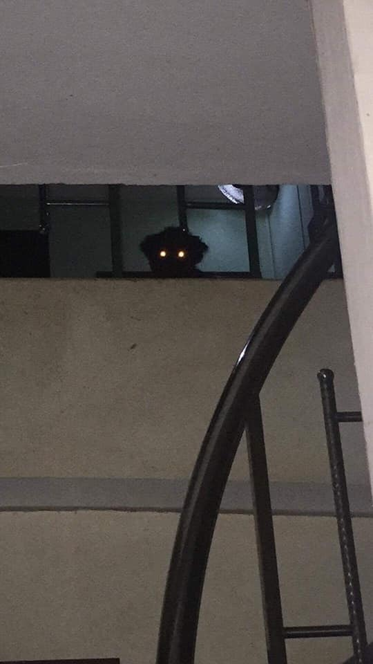 Không phải phim kinh dị, đây là lúc thú cưng báo hiệu bạn nên 'chạy ngay đi' - 2