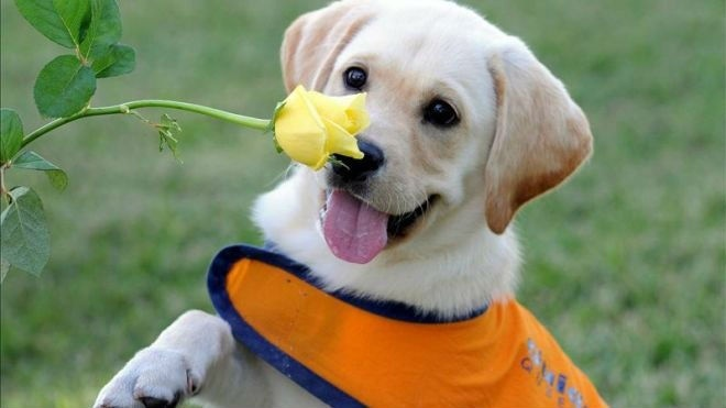 Dự đoán 12 con giáp 17/5: Tỵ vương vấn tình cũ, Tuất được sếp đánh giá cao - 2