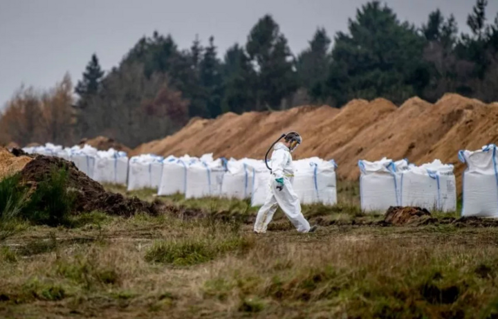 Cả nghìn con chồn chết vì COVID-19 bỗng 'trỗi dậy' từ lòng đất - 1