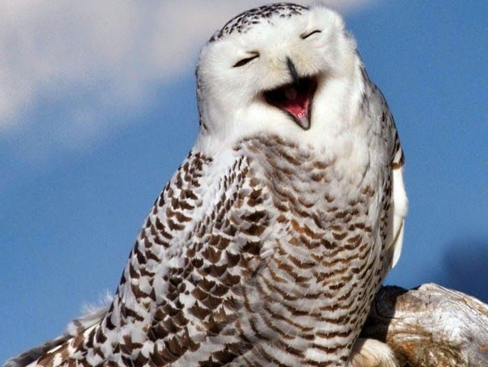 Loạt ảnh chứng minh động vật hoang dã cũng biết 'diễn hài' không kém con người - 13