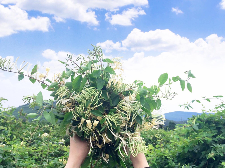 Dược thảo HerBest: Gom tinh túy đất trời, dâng món lành cho phụ nữ Việt - 1