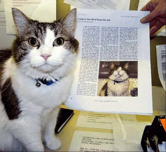 Kỳ lạ chú mèo có khả năng ‘báo tử’, nằm cạnh ai là người đó qua đời sau 2 tiếng - 4