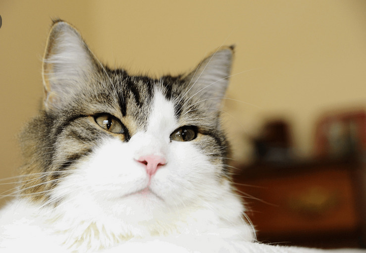 Kỳ lạ chú mèo có khả năng ‘báo tử’, nằm cạnh ai là người đó qua đời sau 2 tiếng - 5