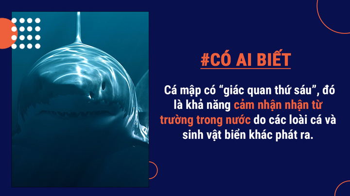 Có ai biết: Là loài vật nguy hiểm nhưng cá mập thực ra không muốn ăn thịt người - 5