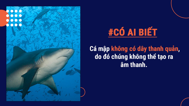 Có ai biết: Là loài vật nguy hiểm nhưng cá mập thực ra không muốn ăn thịt người - 6