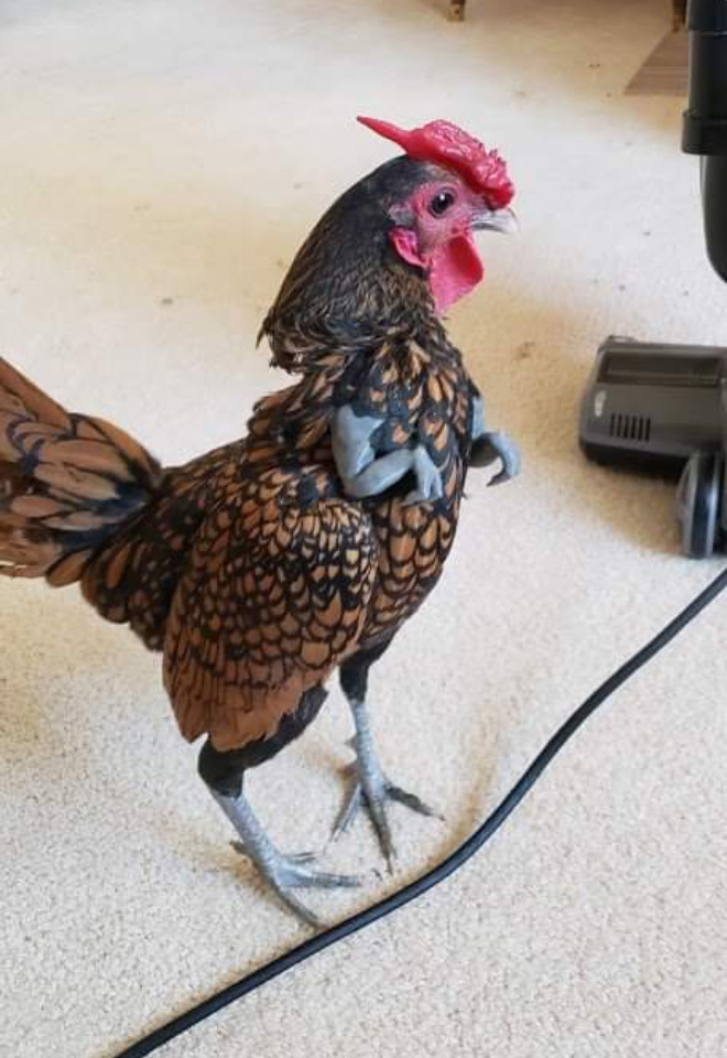 Dân tình rủ nhau ‘cấy’ tay cho gà và cái kết ‘cười không khép được miệng’ - 6