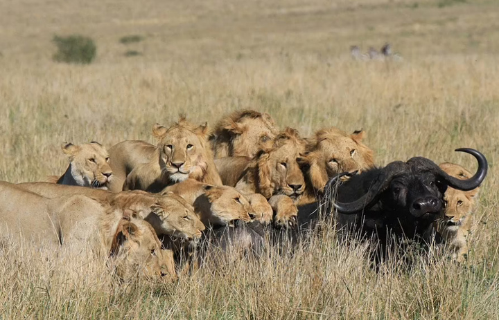 15 con sư tử đồng loạt đánh úp, trâu rừng chết thảm - 2
