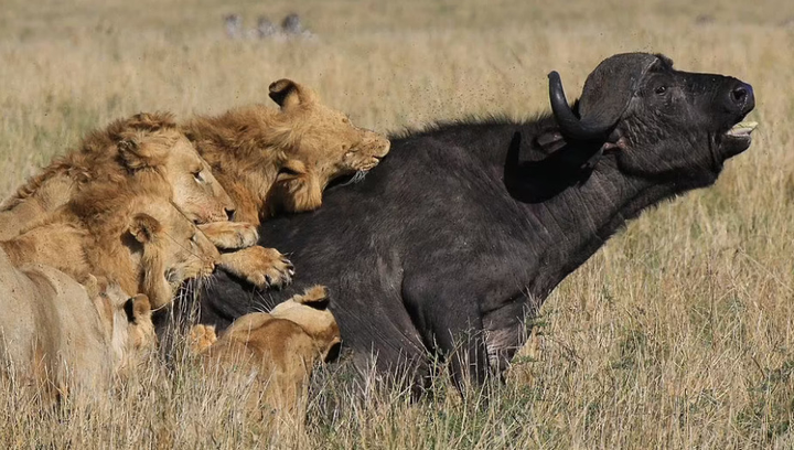15 con sư tử đồng loạt đánh úp, trâu rừng chết thảm - 3