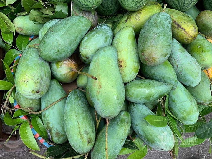 Giá xoài Việt thấp chưa từng có, có loại rẻ hơn rau - 2