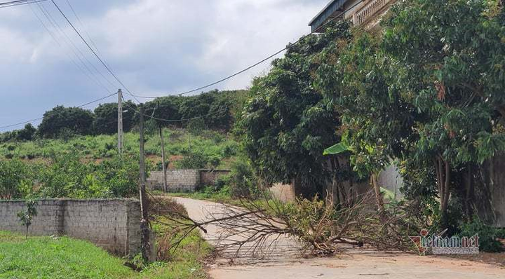 Nông dân Bắc Giang lập vành đai bảo vệ vùng vải thiều nghìn tỷ giữa mùa COVID-19 - 3