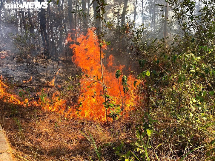 45 hecta rừng ở Quảng Nam cháy suốt 20 giờ đồng hồ - 1