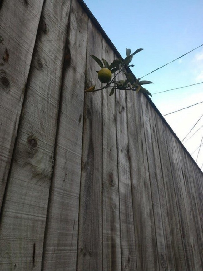 Cây quả trong vườn ‘rủ nhau bỏ trốn’, gia chủ cười ra nước mắt - 9